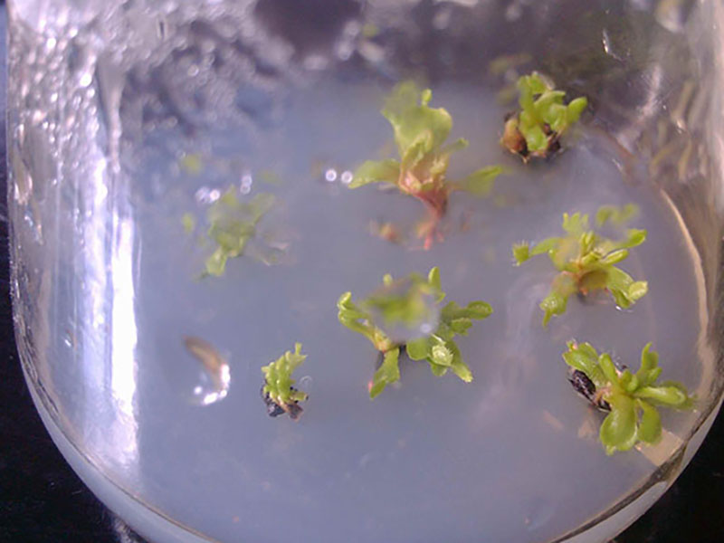 草莓组织培养茄子视频最污