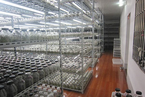 茄子视频成人在线观看室