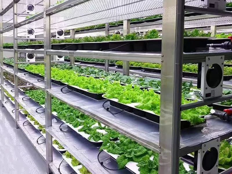 茄子视频成人在线观看室净化