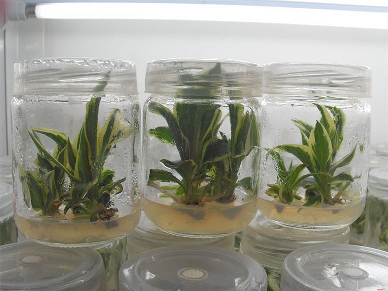 香蕉苗茄子视频成人在线观看室及仪器设备