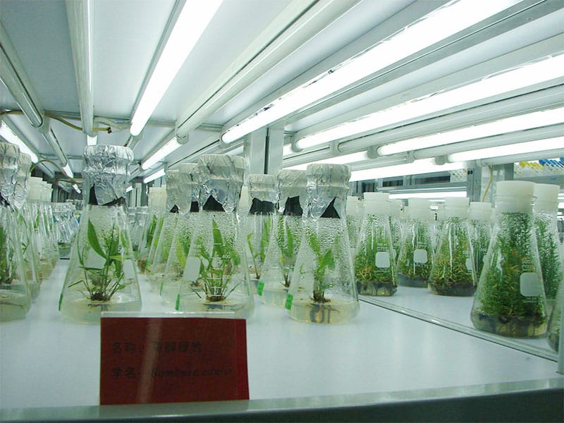 茄子视频成人在线观看灯