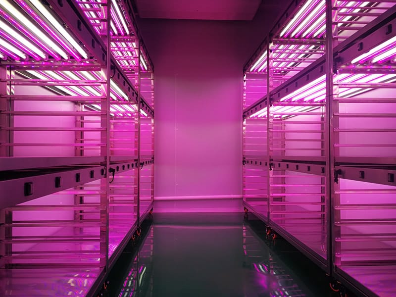 不锈钢茄子视频成人在线观看架