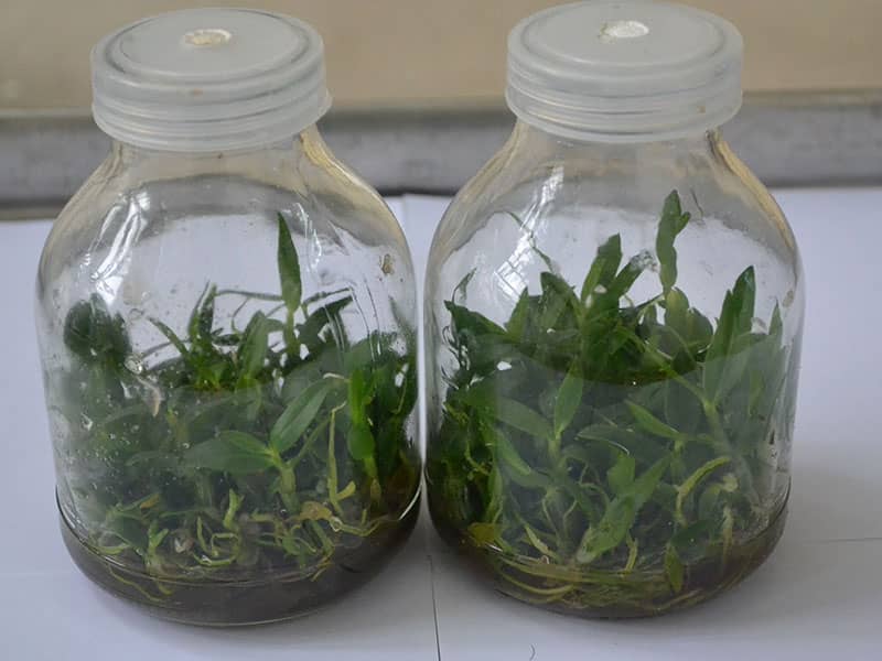 茄子视频成人在线观看瓶