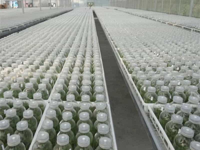 茄子视频成人在线观看瓶