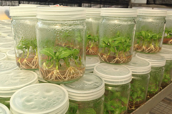 茄子视频成人在线观看苗的培养方法有哪些