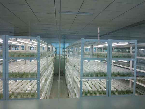 茄子视频黄色下载培养架的产品特性