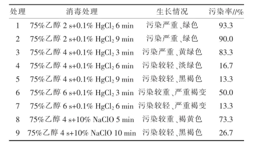 空气凤梨茄子视频成人在线观看快繁技术优化