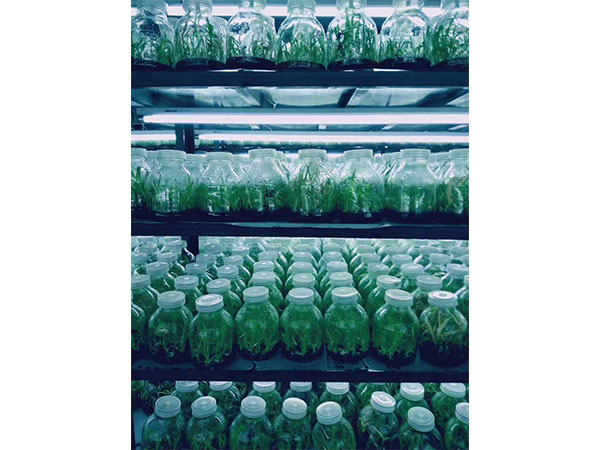 化学消毒剂在植物茄子视频成人在线观看中的应用