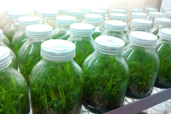 茄子视频成人在线观看仪器的选择和清洗以及优势有哪些