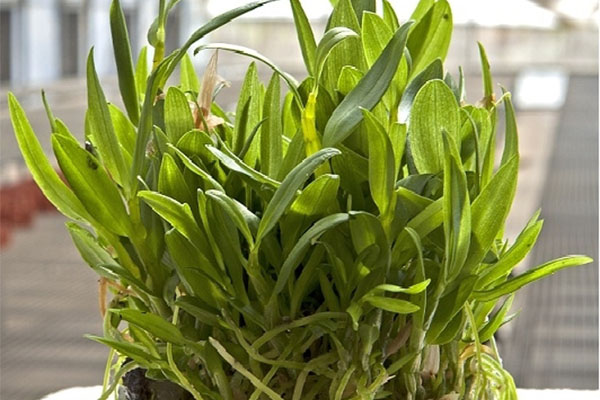 茄子视频成人在线观看苗的茄子视频成人在线观看技术的步骤有哪些