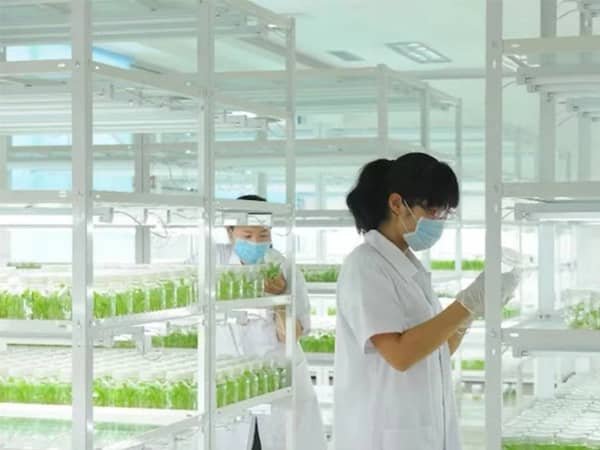 多花黄精茄子视频成人在线观看快繁技术初探