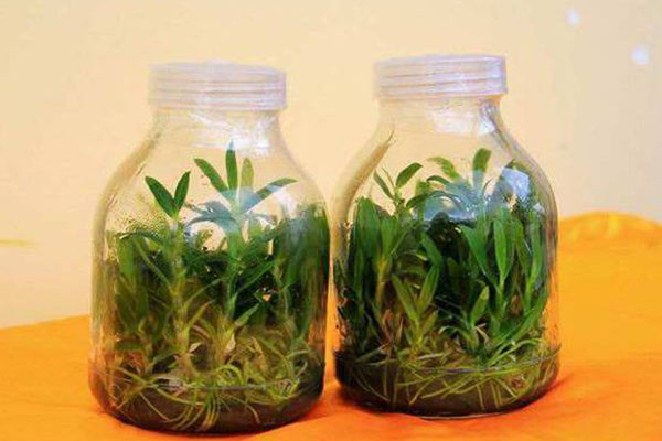 茄子视频成人在线观看苗的接种程序有哪些