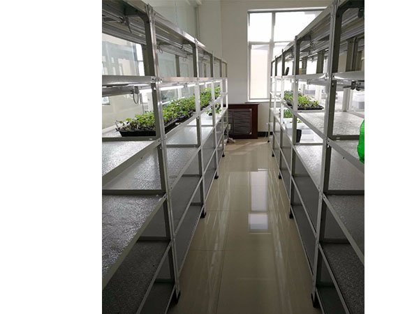 黑提葡萄茄子视频成人在线观看快繁技术