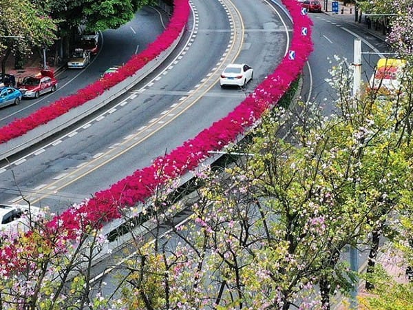 紫叶加拿大紫荆茄子视频成人在线观看快繁程序