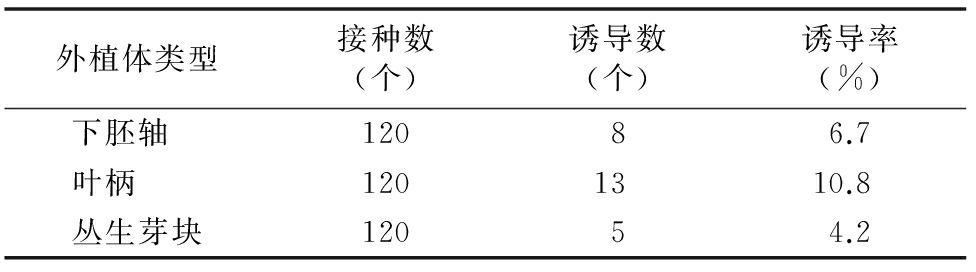 甜菜雄性不育系高效茄子视频成人在线观看再生体系的建立