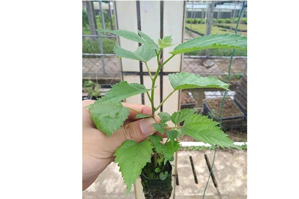 茄子视频成人在线观看