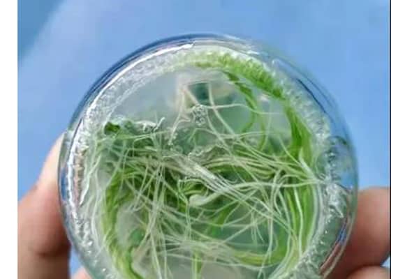 茄子视频成人在线观看室