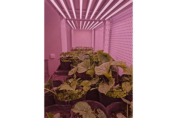 光照强度、光周期和光分布