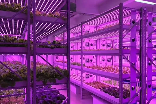 茄子视频成人在线观看光照的需求指标