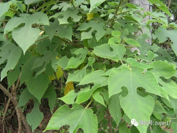 谷桑褚桃绿成荫，红日枝头三竿春&mdash;&mdash;构树