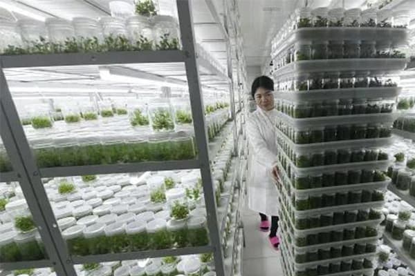 植物茄子视频成人在线观看培养室基本原理
