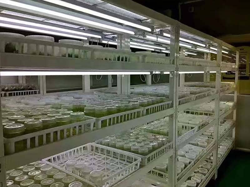 培养架、茄子视频成人在线观看架、光照培养架