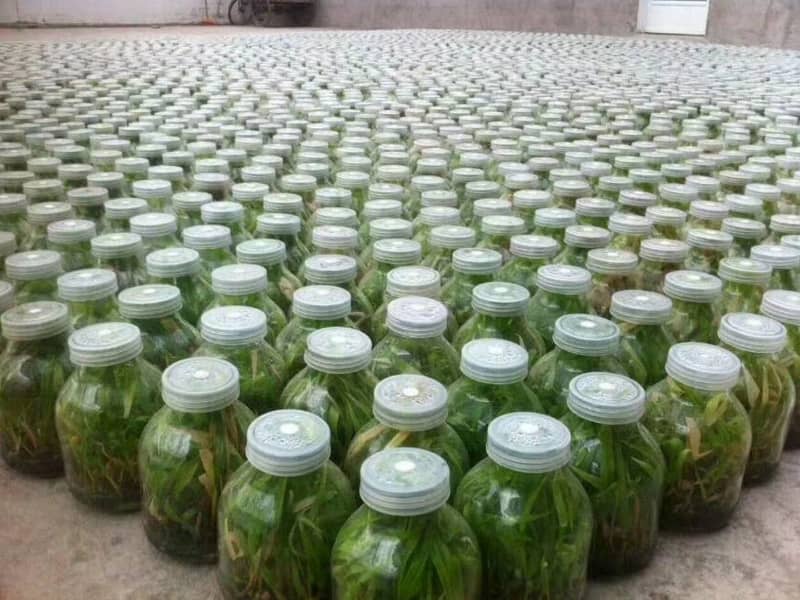 茄子视频成人在线观看瓶