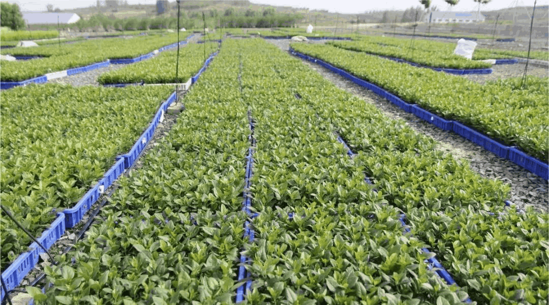 乔化、短枝、矮化苹果树在树体上具有明显的区别