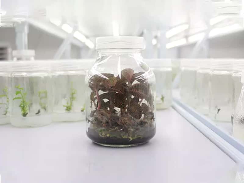 茄子视频成人在线观看瓶