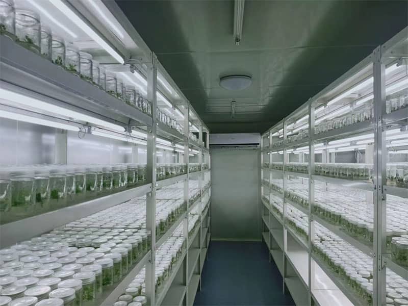 茄子视频成人在线观看  茄子视频成人在线观看设备  植物茄子视频成人在线观看