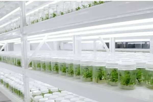 茄子视频成人在线观看马铃薯贮藏技术的步骤