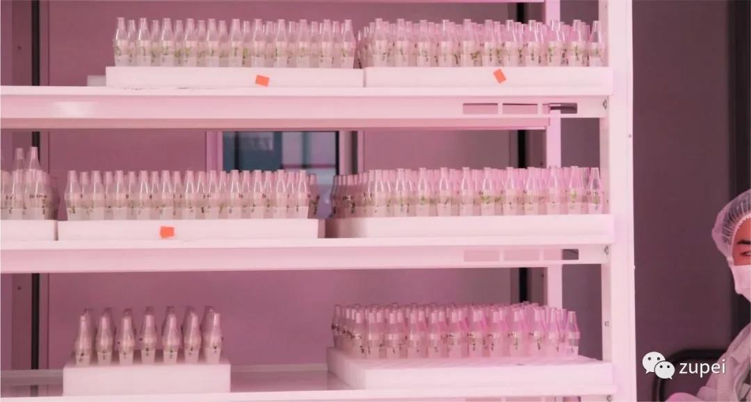 茄子视频成人在线观看  茄子视频成人在线观看室