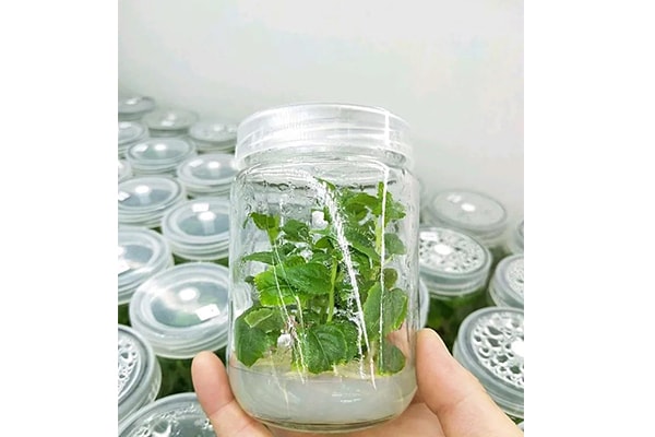 茄子视频成人在线观看设备