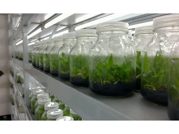 茄子视频成人在线观看应用前景