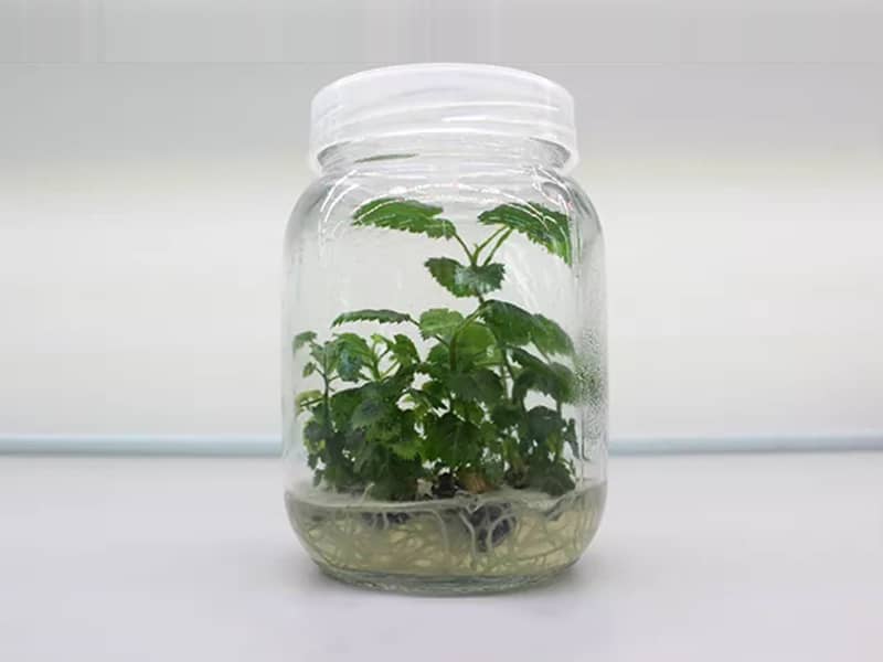 茄子视频成人在线观看瓶