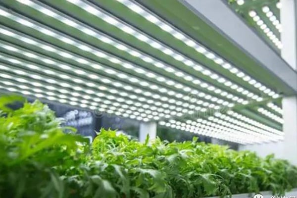 茄子视频成人在线观看室建设