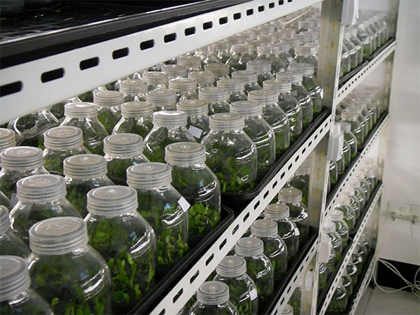 茄子视频成人在线观看苗维护要点