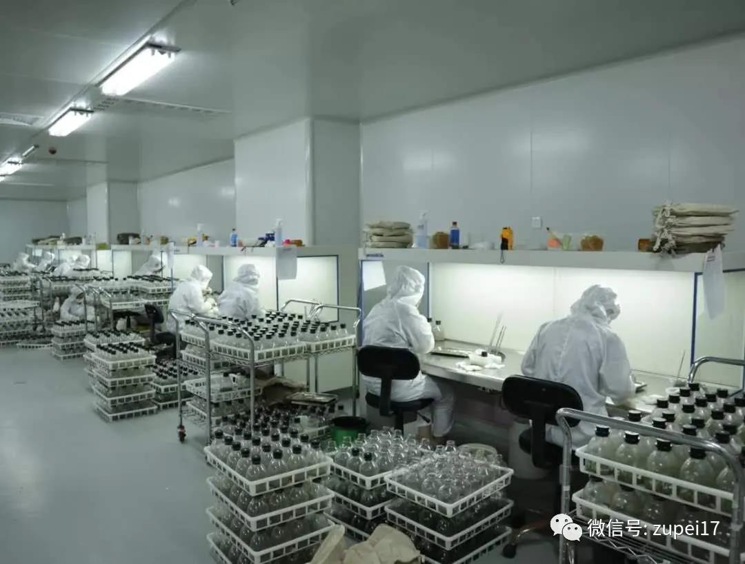 茄子视频成人在线观看