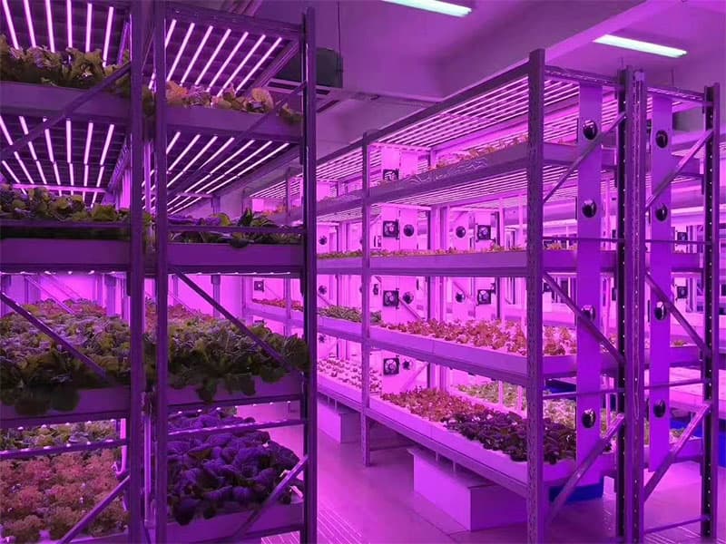 植物组织培养的条件，快来看看吧!