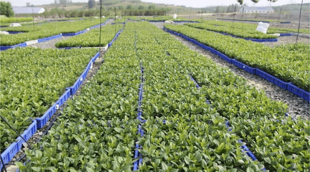 中国茄子视频成人在线观看种苗产业的几大热点领域