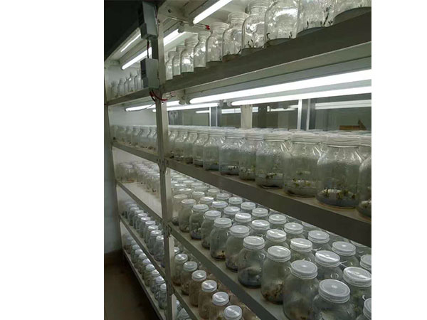 茄子视频成人在线观看设备应用在花卉领域有什么优势