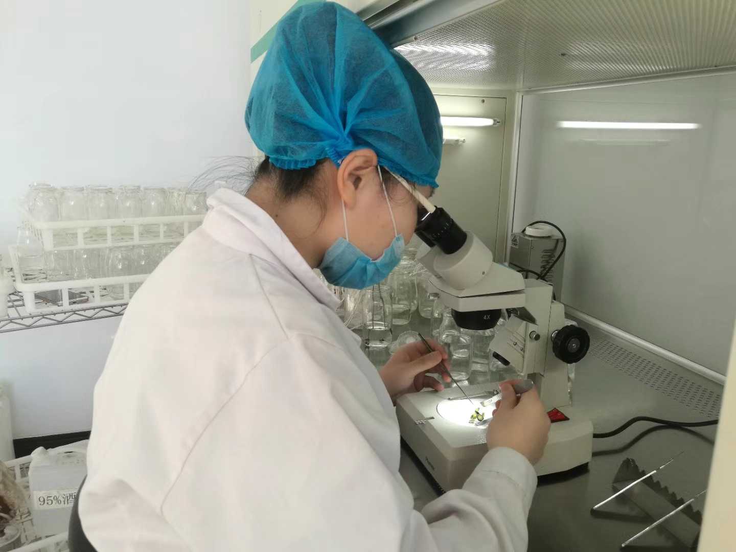 茄子视频成人在线观看苗，茄子视频成人在线观看，组织培养