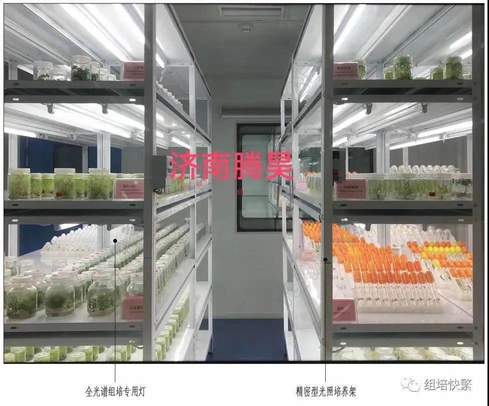 组织培养，茄子视频成人在线观看架，茄子视频成人在线观看疑问